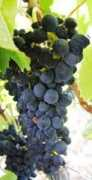 vinodiversity.com Karanto