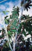 guadeloupetraditions.free.fr Karapat