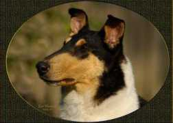 karavelcollies.com Karavel