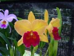 orchidweb.jp Karbela
