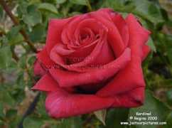 justourpictures.com Kardinal