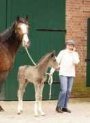 homeagainfarm.com Kareen