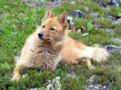 pets-place.net Karelo