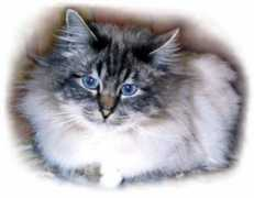 birman.org Karete