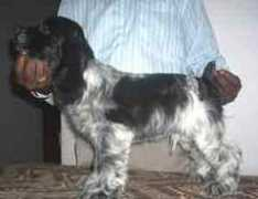 dogsindia.com Karhik