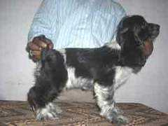 dogsindia.com Karhik