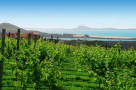 kiwiwineries.com Karikari