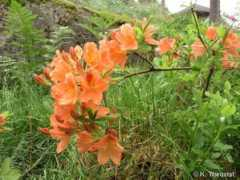 rhodogarden.com Karimaa