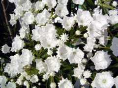 stewartia.net Karimia