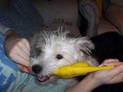 gallery.site.hu Karira