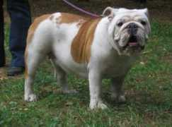 bulldogo.narod.ru Karissima
