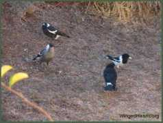 wingedhearts.com Karitu