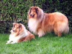 collie-online.com Karlisa