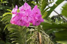 pics.timos-welt.de Karmelia