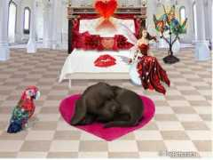 foopets.com Karmello