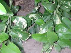 Karmex