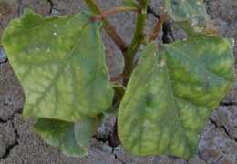 Karmex