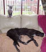 kilbournedeerhounds.com Karver