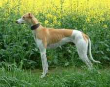 canaryzoo.com Karwani