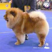 chow-chow.cc Karzo