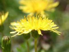Kasata