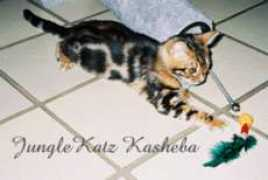 jkbengalcats.com Kasheba