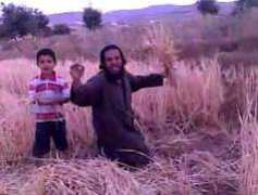 Kasheef