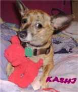 getalifepetrescue.com Kashin