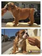 bulldogpedigree.com Kasillas