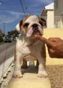 bulldogpedigree.com Kasillas