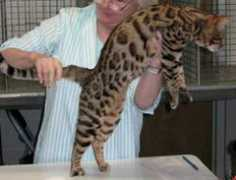 jkbengalcats.com Kasimba