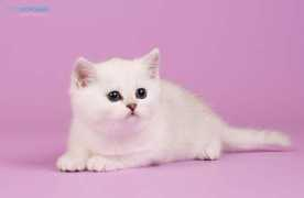 silverfelis.weebly.com Kasperaviciene