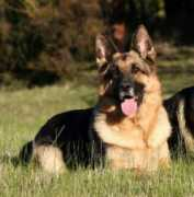 dogzonline.com.au Kasron