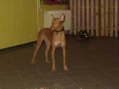 Kasseb