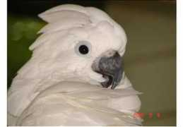 birdchannel.com Kassee