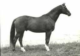 Kassio
