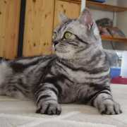 Kassio