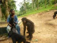 lolayabonobo.wildlifedirect.org Katako