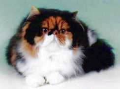 bestofbreeds.com Katala