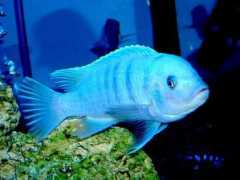 cichlids.com Katale