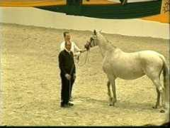 trakehnergestuet-brettachtal.de Kateja