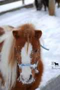 phspainthorses.com Kateland