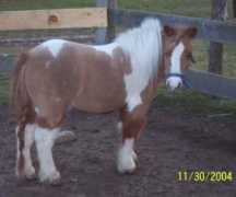 phspainthorses.com Kateland