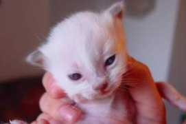 birmaoase.de Katerchen