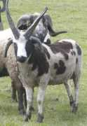 bideaweefarm.com Katerie