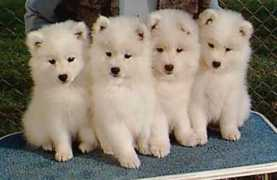 puppies.wrighteski.com Katgirl