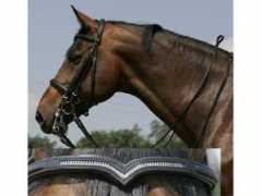 osl-svatekkoni.wbs.cz Katharia