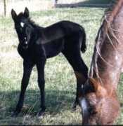 sunsetstockhorses.com Kathriner