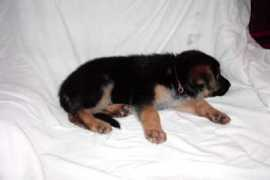 sparrkennels.com Katiemarie