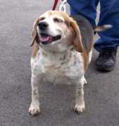 nittanybeaglerescue.org Katinka